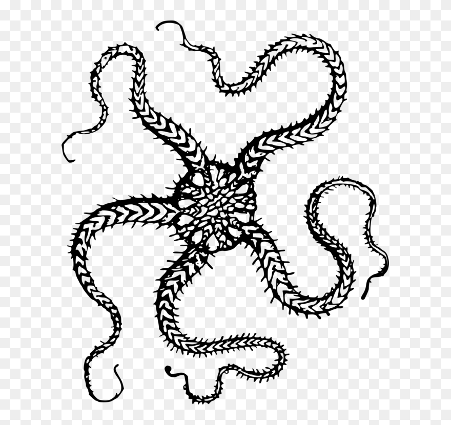 Marine Invertebrates,line Art,symmetry - Brittle Star Coloring Pages Clipart