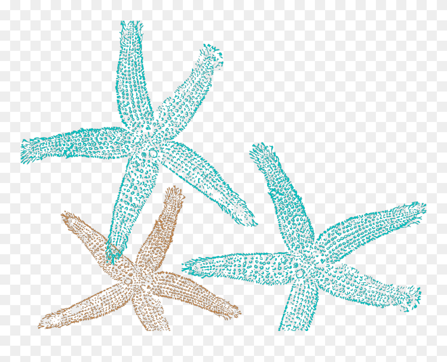 Cool Starfish Clipart Png Transparent Png