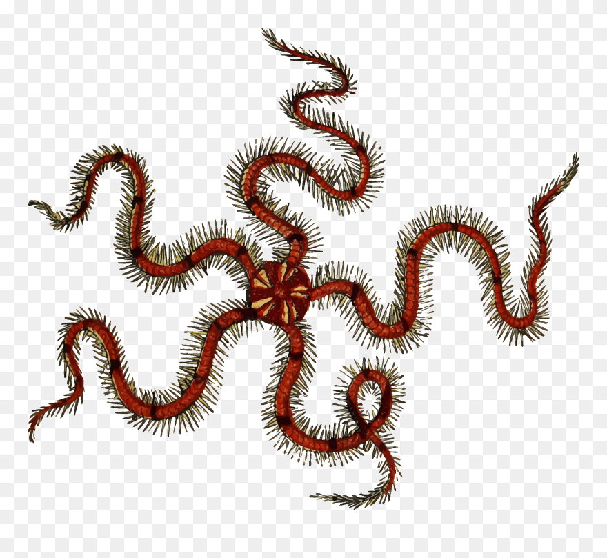 Transparent Worm Sea - Brittle Star Transparent Background Clipart