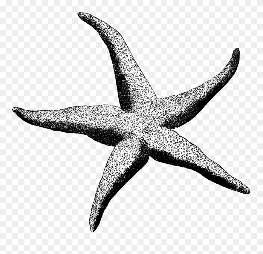 Hamilton Star Clipart Picture Transparent Library Http - Clip Art - Png Download