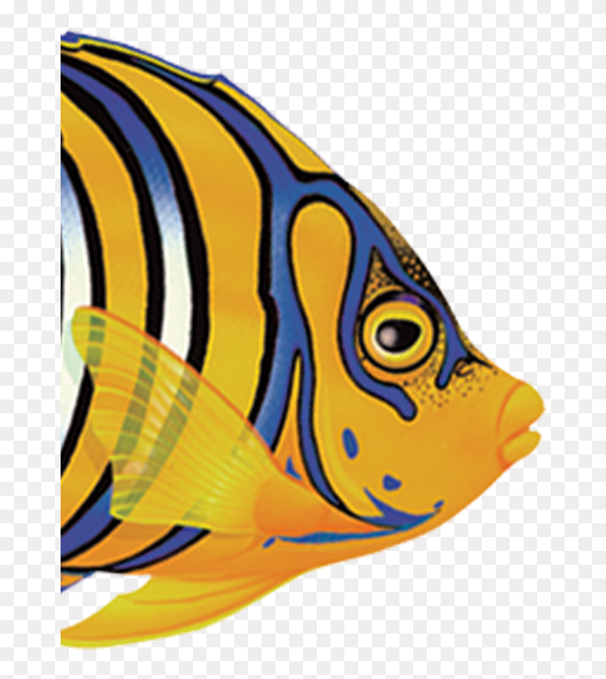 Transparent Angel Fish Clip Art - Angel Fish Side View - Png Download