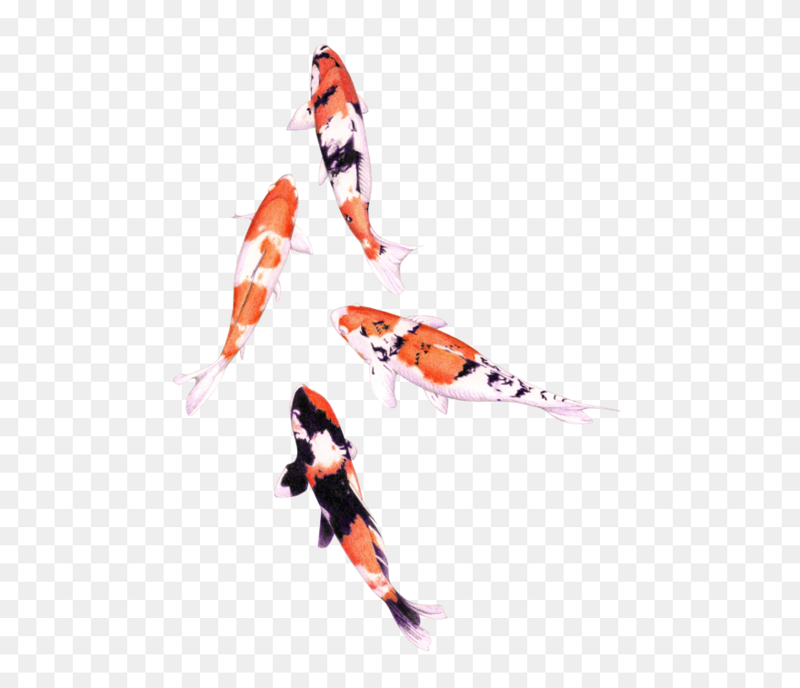 Koi Fish Drawing Colour Clipart