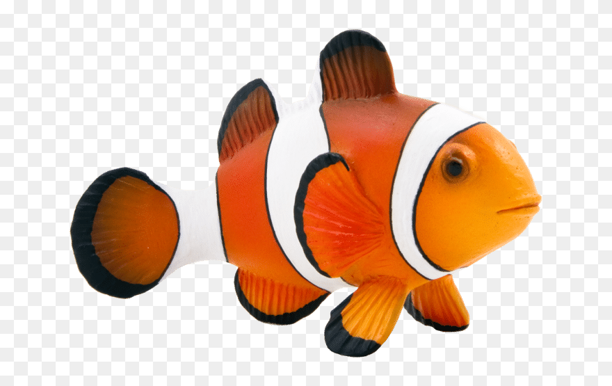 Maroon Clownfish Animal Mojo Fun 387090 Clown Fish - Clown Fish Transparent Background Clipart