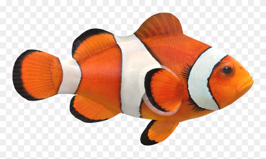 Clown Fish Png Image File - Real Clown Fish Png Clipart