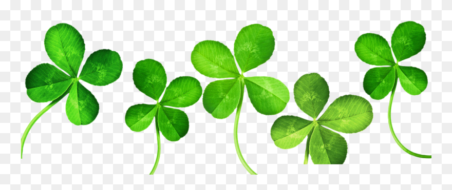 Four-leaf Clover Clip Art - 4 Leaf Clovers Clipart - Png Download