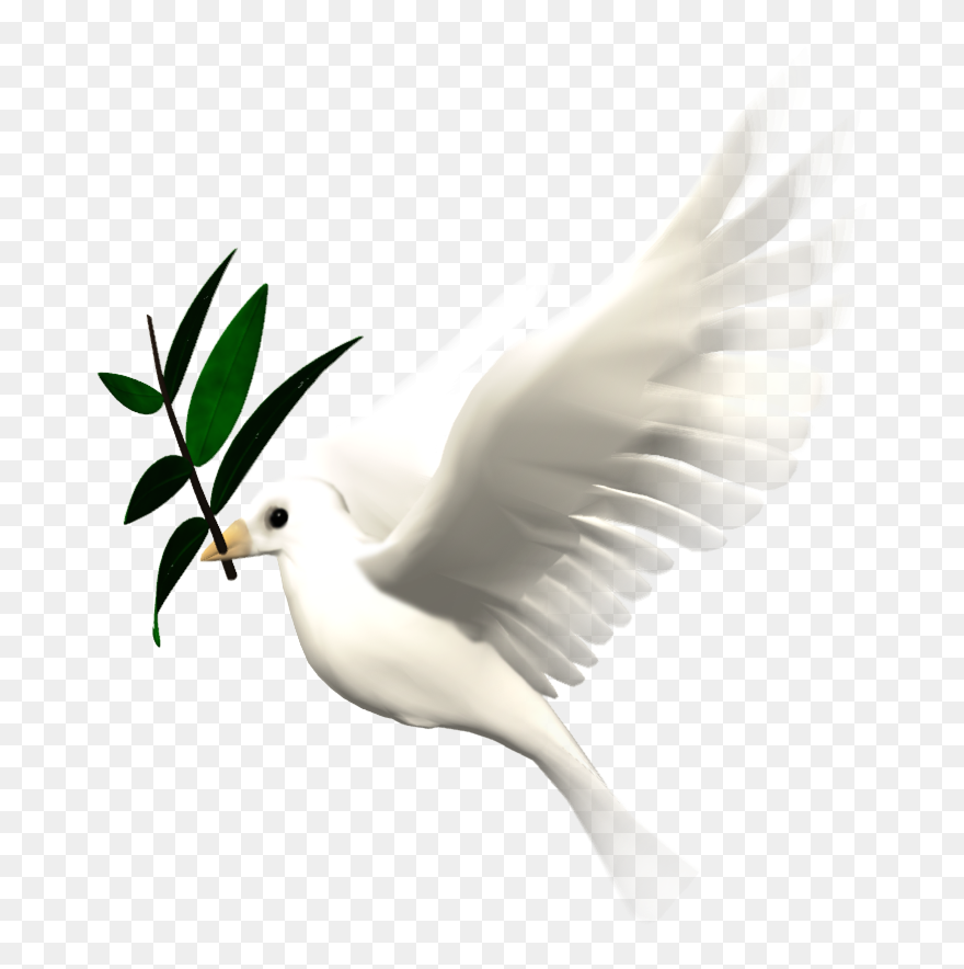 Bird Animation Giphy Clip Art - Animated Dove Png Hd Transparent Png