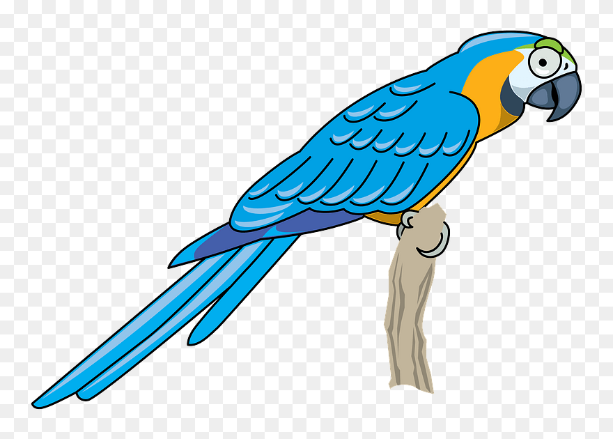 Parrot Clipart - Png Download