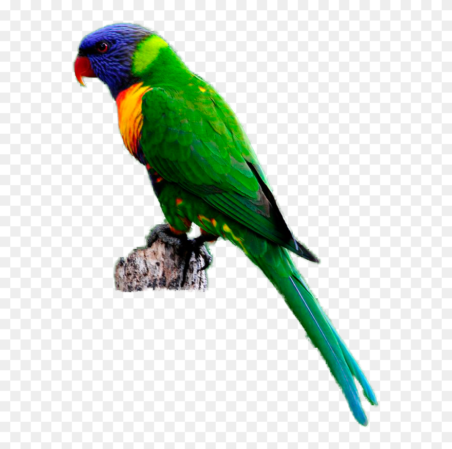 Rainbow Lorikeet Png Clipart