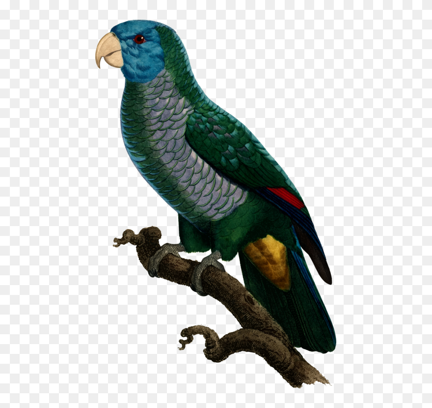 Macaw,parrot,lorikeet - Parrots Clipart