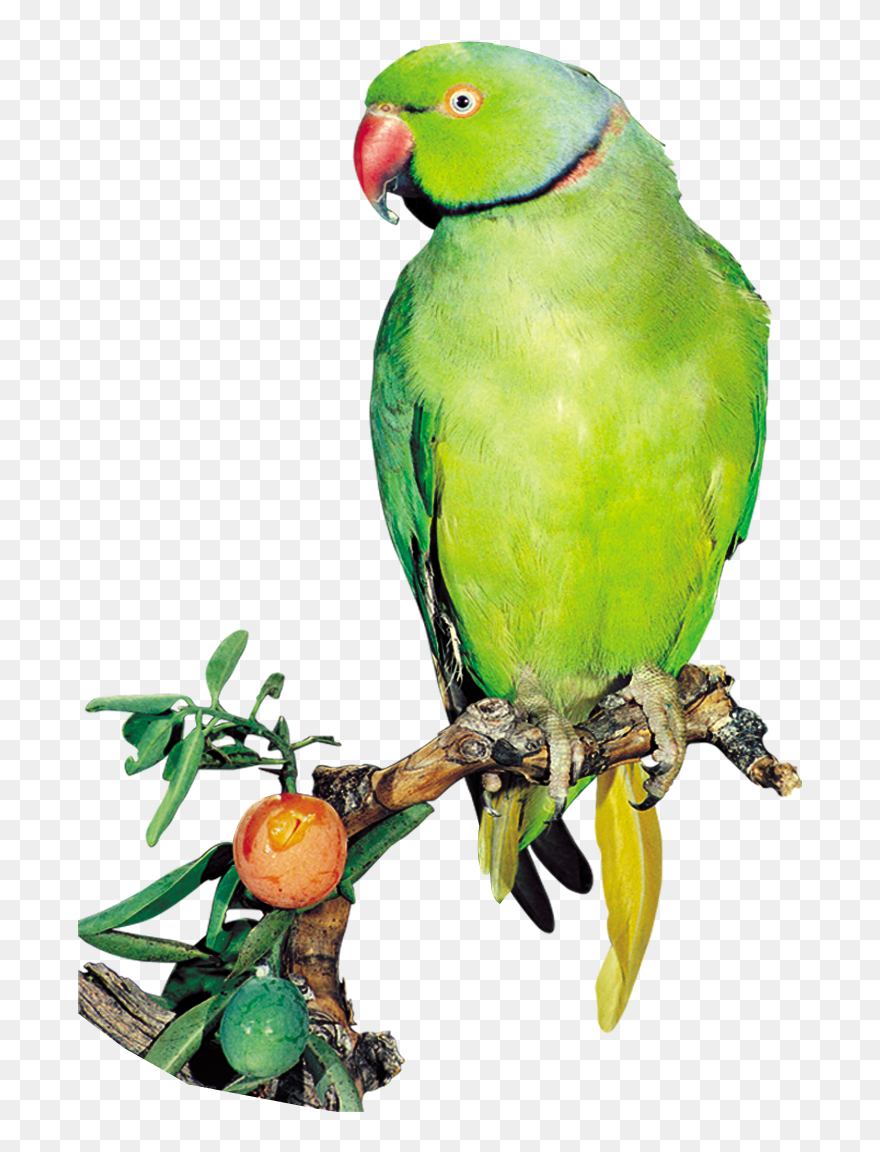 Green Indian Parrot Png Clipart