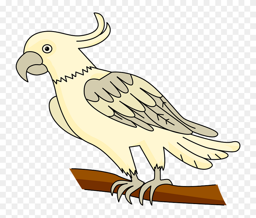 Cockatoo Clipart - Sulphur-crested Cockatoo - Png Download