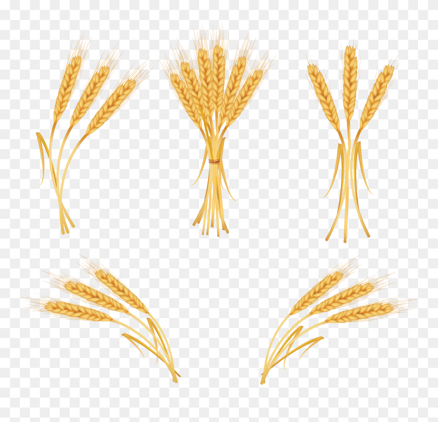Wheat Png Image - Trigo Png Clipart
