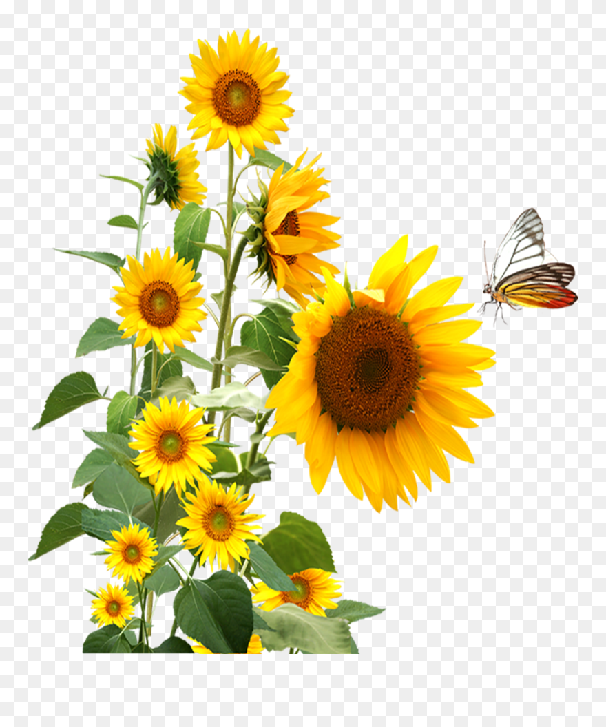 Sunflower,butterfly Png Download - Sunflower And Butterfly Clipart Transparent Png