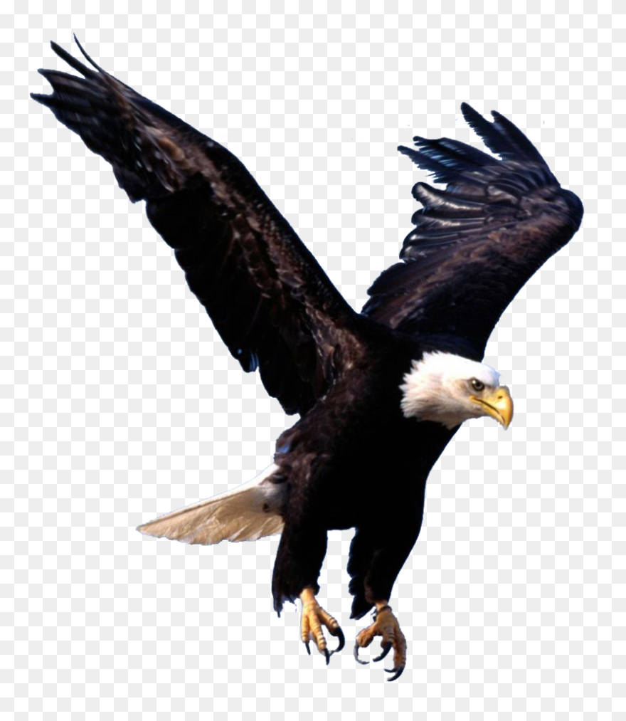Eagles Clipart Shaheen - Transparent Background Eagle Png