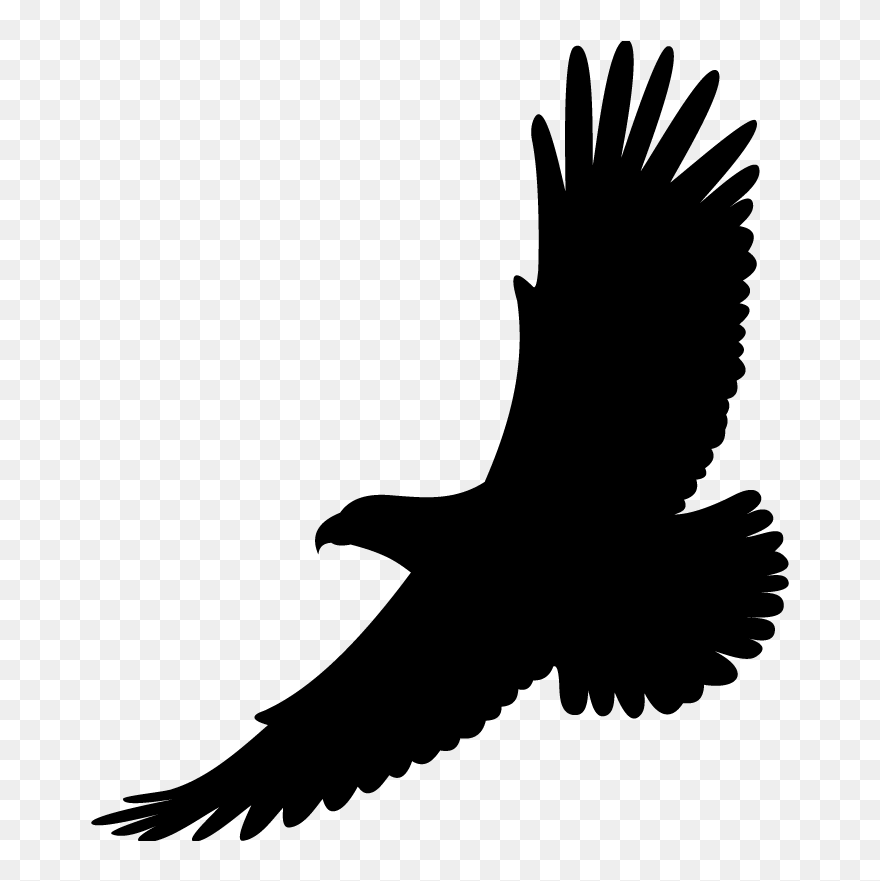 Bird Drawing White-tailed Eagle Bald Eagle - Hawk Soaring Clip Art - Png Download
