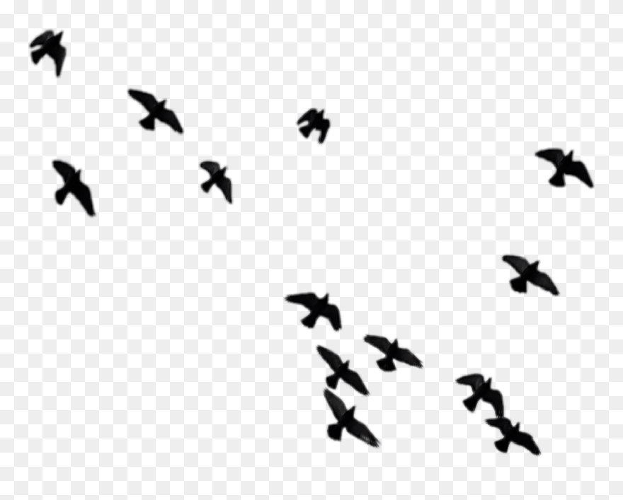 Birds Clipart