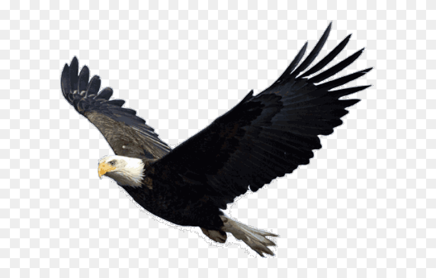 Bald Eagle Png Transparent Images - Flying Eagle Transparent Background Clipart