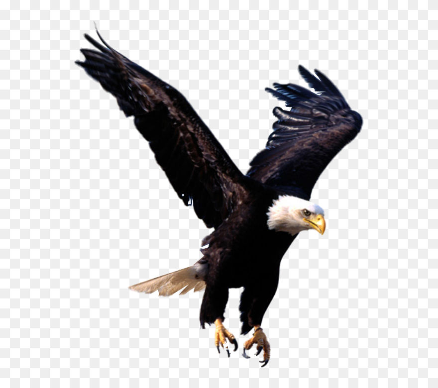 Units Of Eagle - Flying Eagle Png Clipart