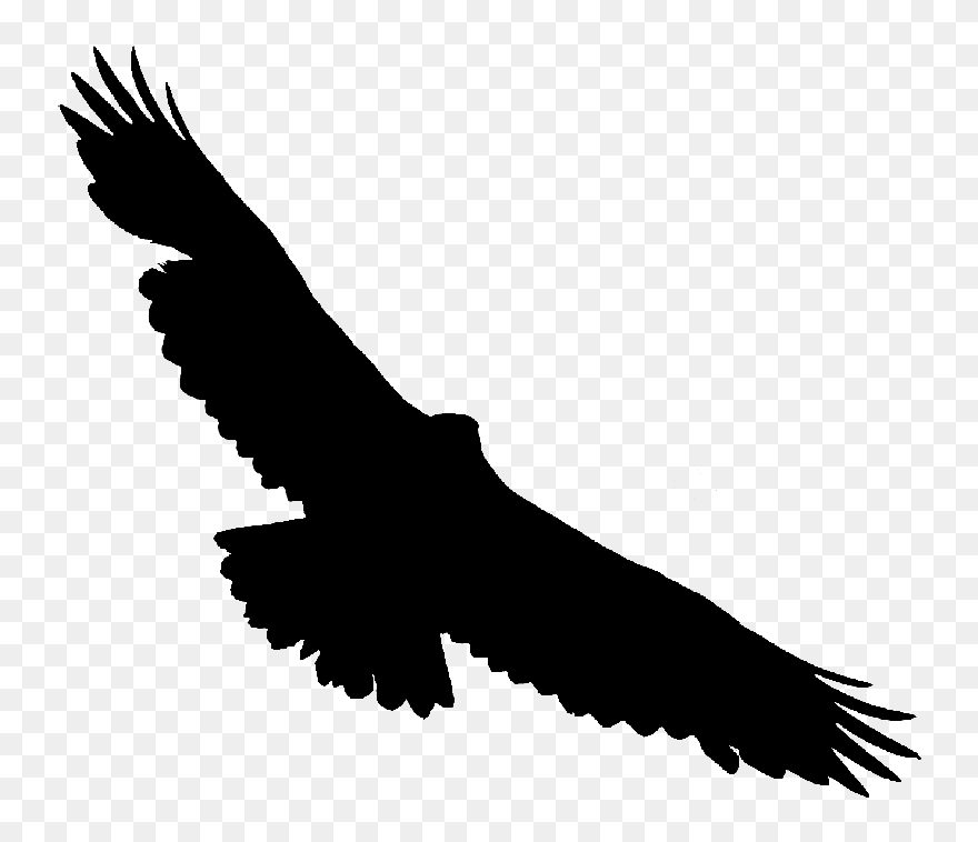 Bald Eagle Hawk Vulture Buzzard - Hawk Clipart