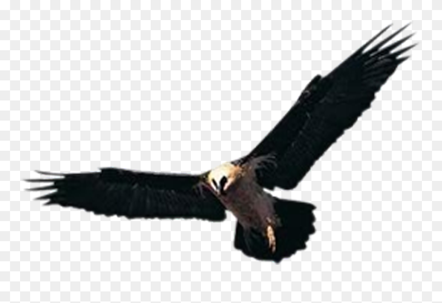 Huishan District Hawk Accipiter Yixing Shenxing Knitting - 老鷹 Clipart