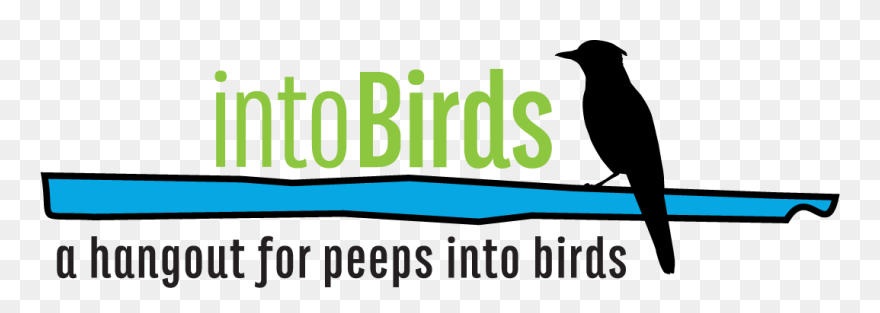 Poop Clipart Bird Droppings - Piciformes - Png Download