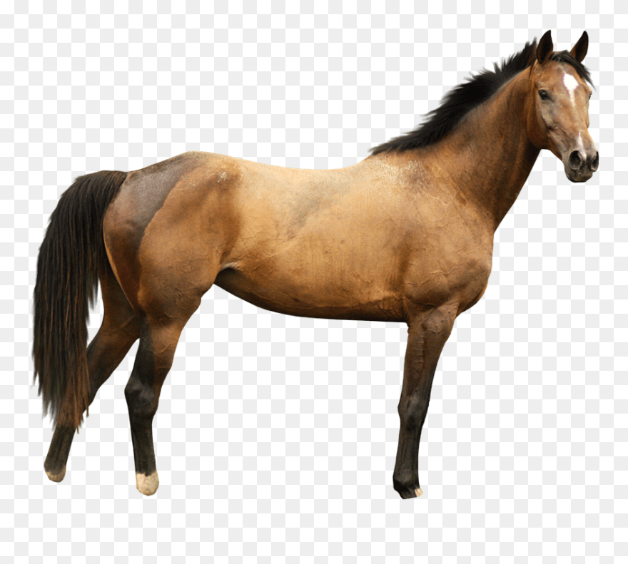 Horse Png Image Png Download - Horse Images White Background Clipart