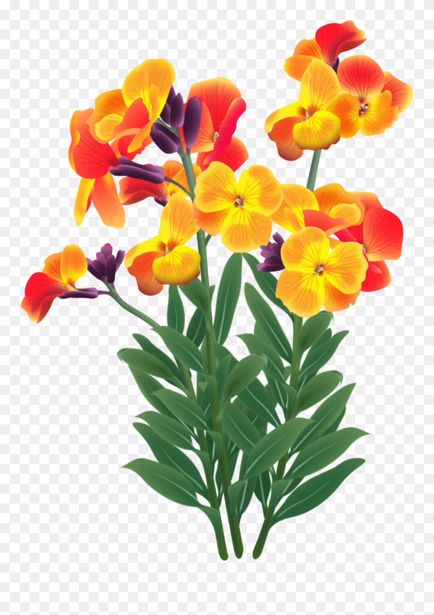 Wallflower - Plant Stem Clipart