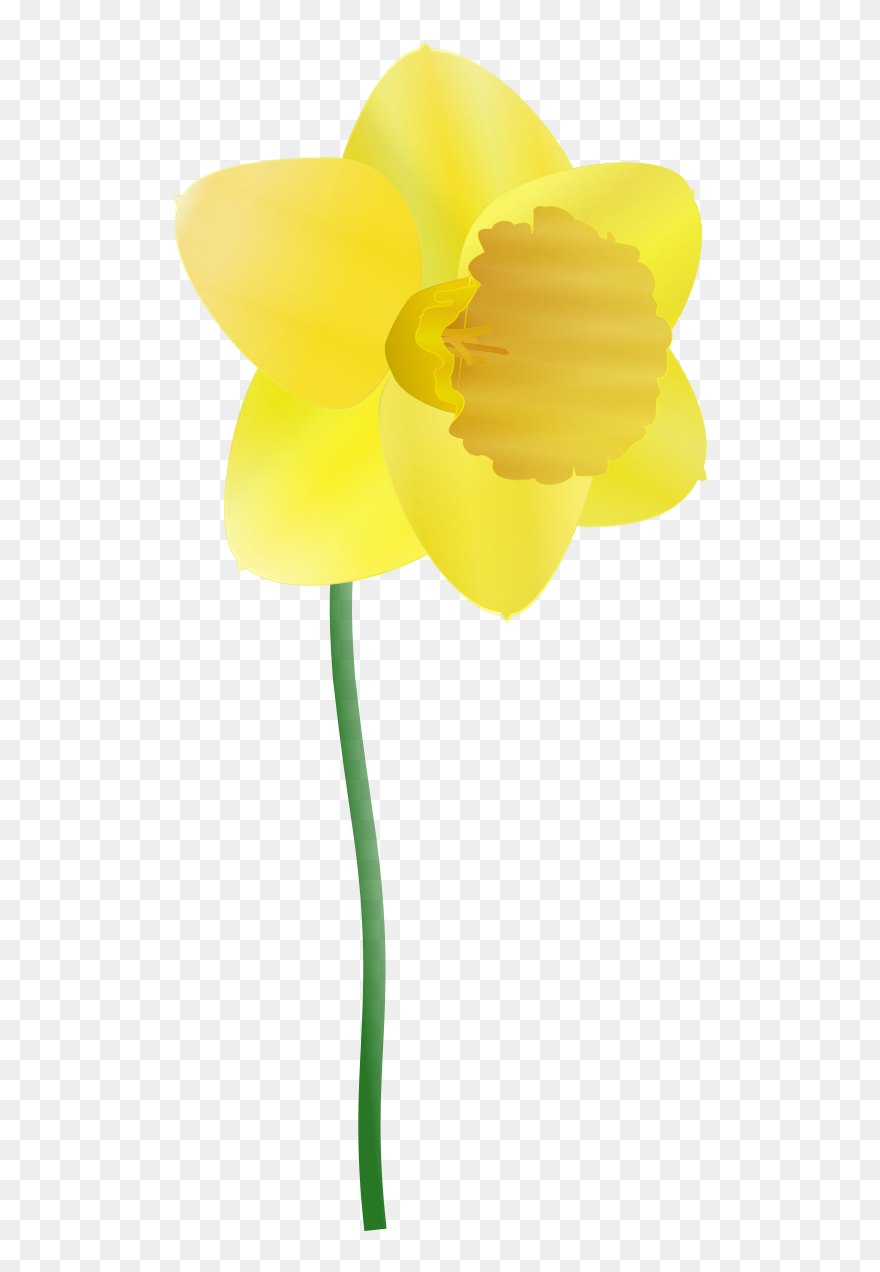 Daffodil Clipart By Anonymous - Daffodil Clipart - Png Download