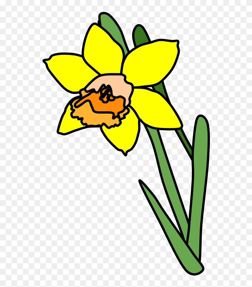Daffodil, Yellow, Orange - Daffodil Cartoon Png Clipart
