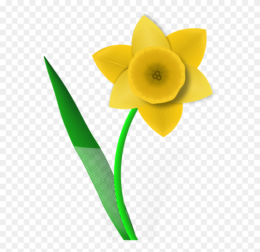 Daffodil Clipart - Narcissus - Png Download