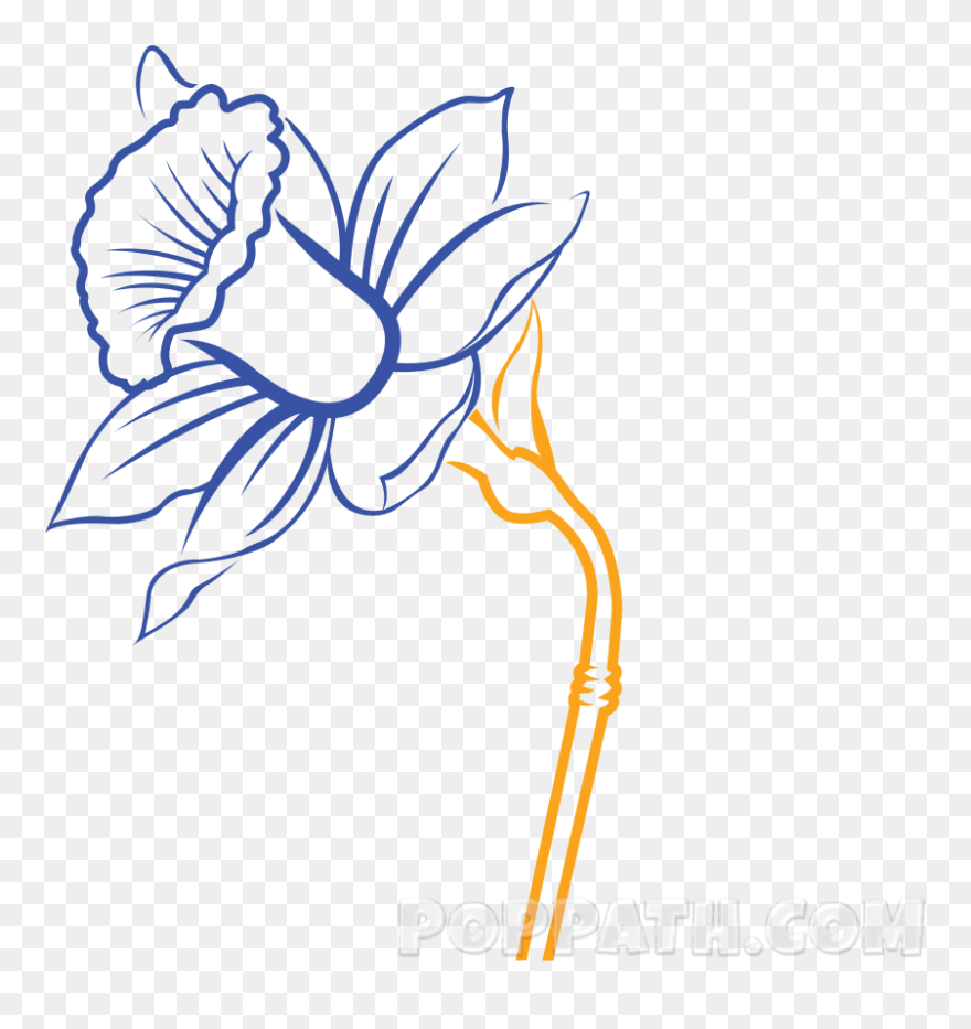 Transparent Daffodils Clipart - Daffodil Drawing - Png Download