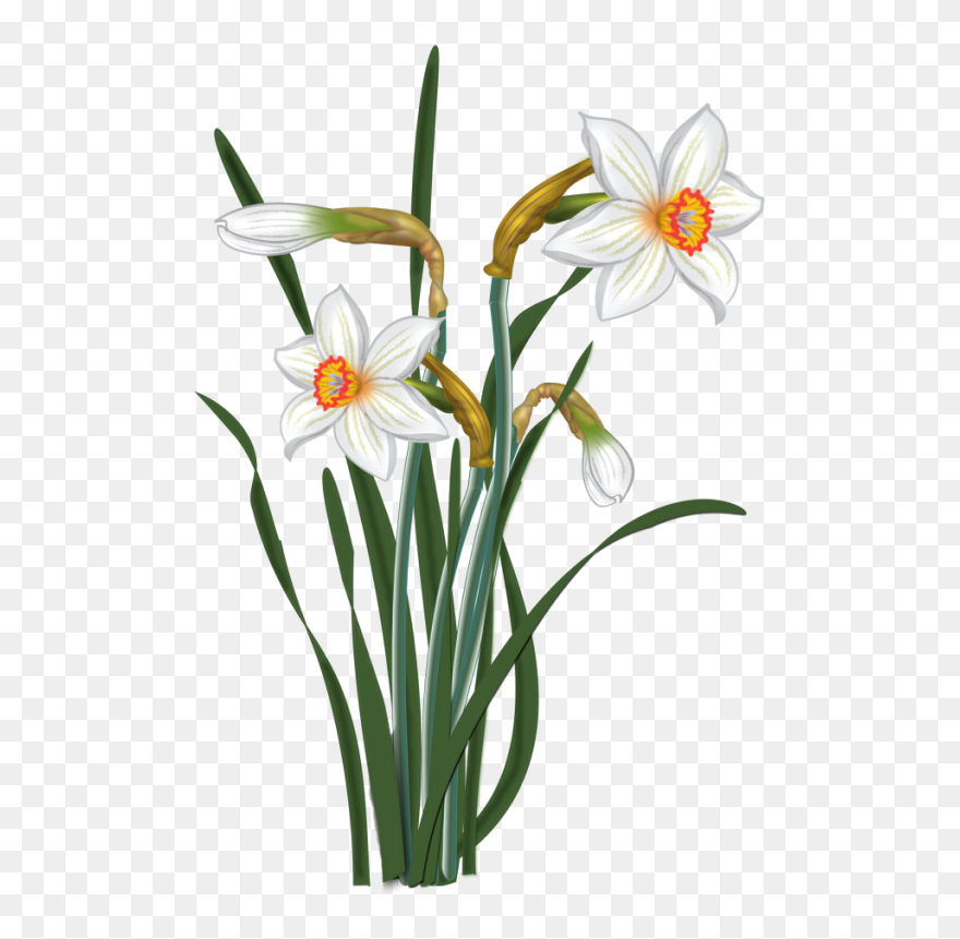 Narcissus Clipart - Png Download