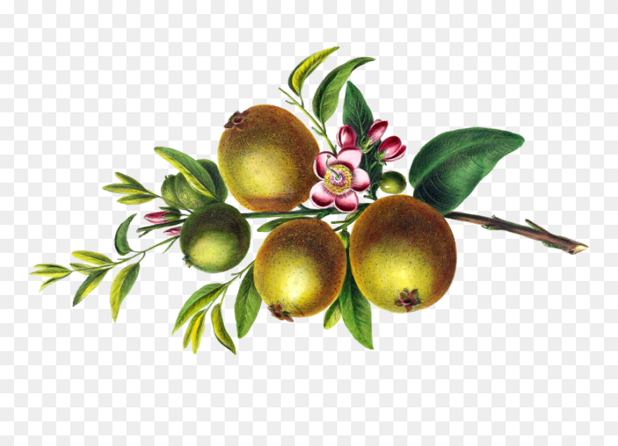 Passion Fruit Clipart