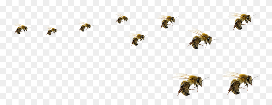 Flying Bee Png - Honey Bees Flying Png Clipart