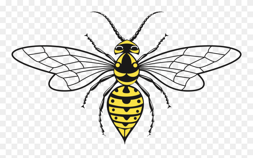 Wasp Wings Clip Art - Png Download