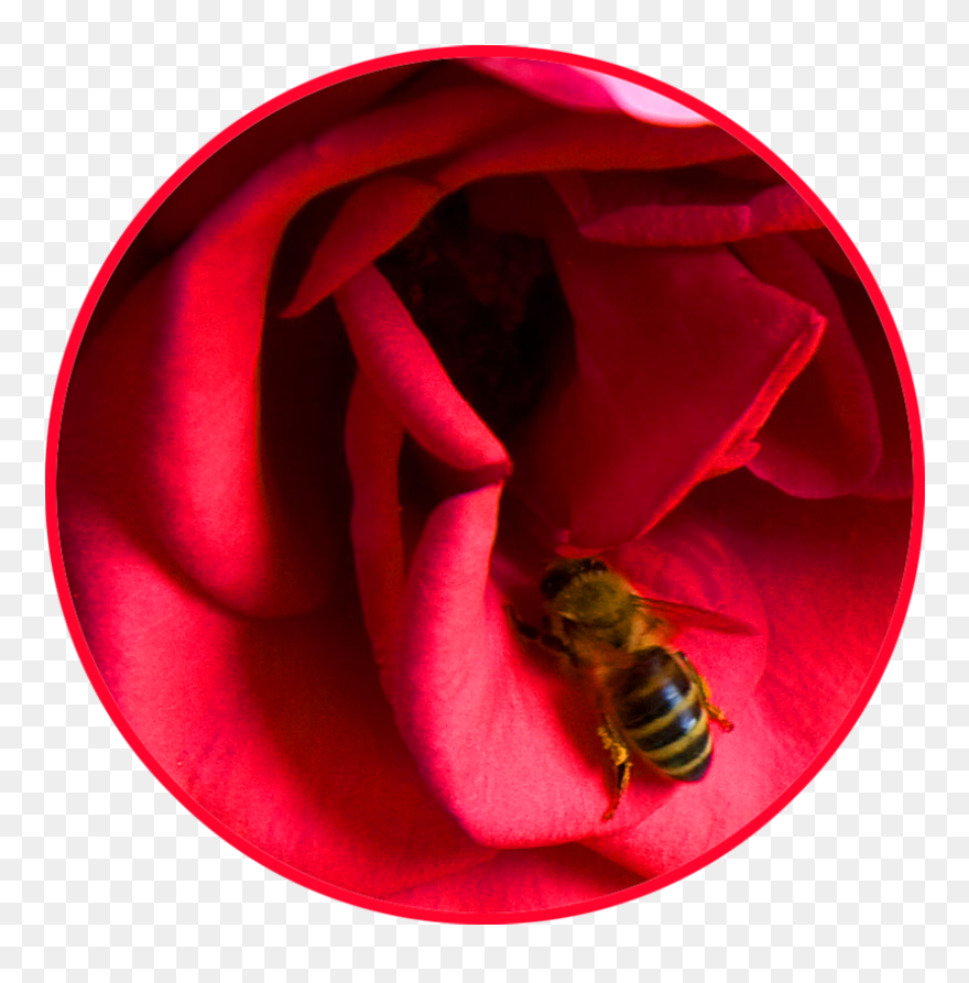 Red Rose Cirkle Honey Bee - Bee On A Rose Clipart