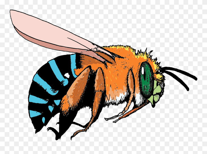 Bee Pollinating Flower Clipart Clipart Free Download - Blue And Orange Bee - Png Download