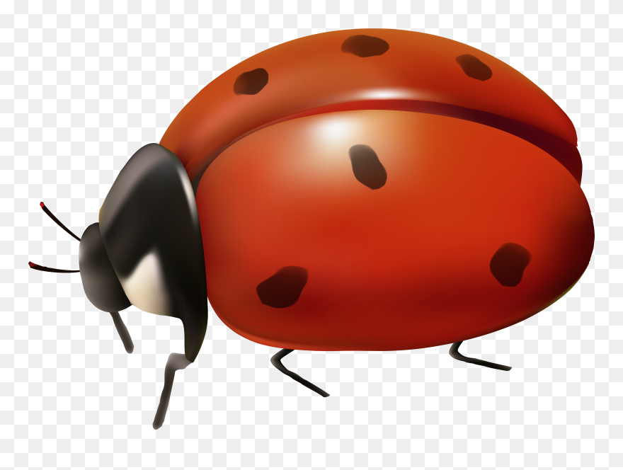Transparent Background Clipart Ladybug - Ladybug Transparent Background - Png Download