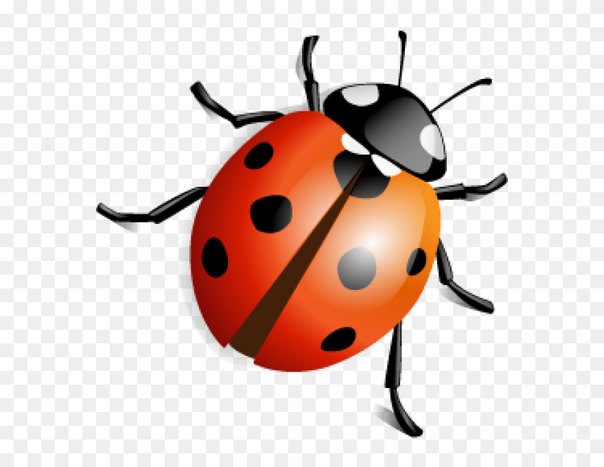 Lady Bug Png Free Download Lady Bird - Lady Bird Beetle Png Clipart