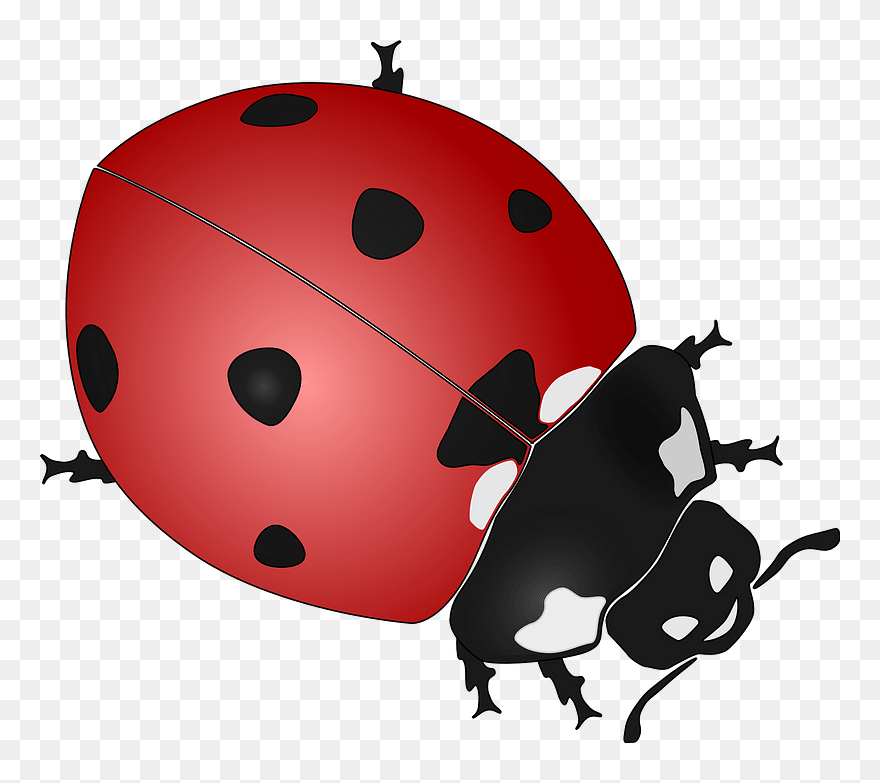 Ladybug Clipart - Ladybird Black And White Clipart - Png Download