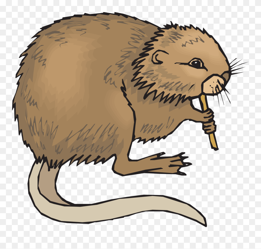 Muskrat Clip Art - Png Download