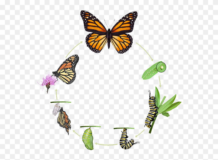 Monarch Butterfly Clipart