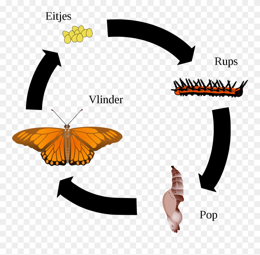Butterfly Complete Or Incomplete Metamorphosis Clipart