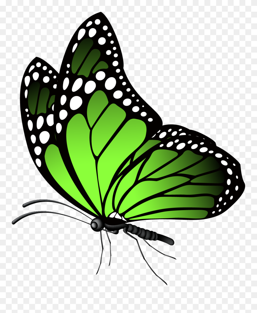 Butterfly High Resolution Clipart