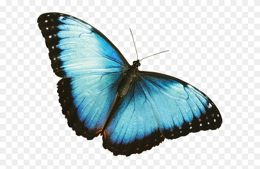 Butterfly Picture - Transparent Blue Butterfly Png Clipart