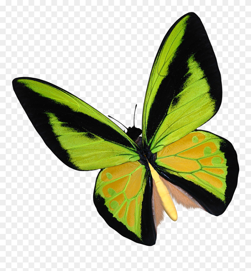 Yellow Birdwing Butterfly Clipart - Lycaenid - Png Download