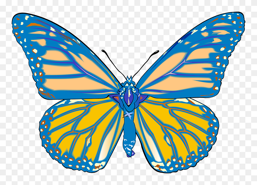 Blue Butterfly Clipart - Monarch Butterfly White Background - Png Download