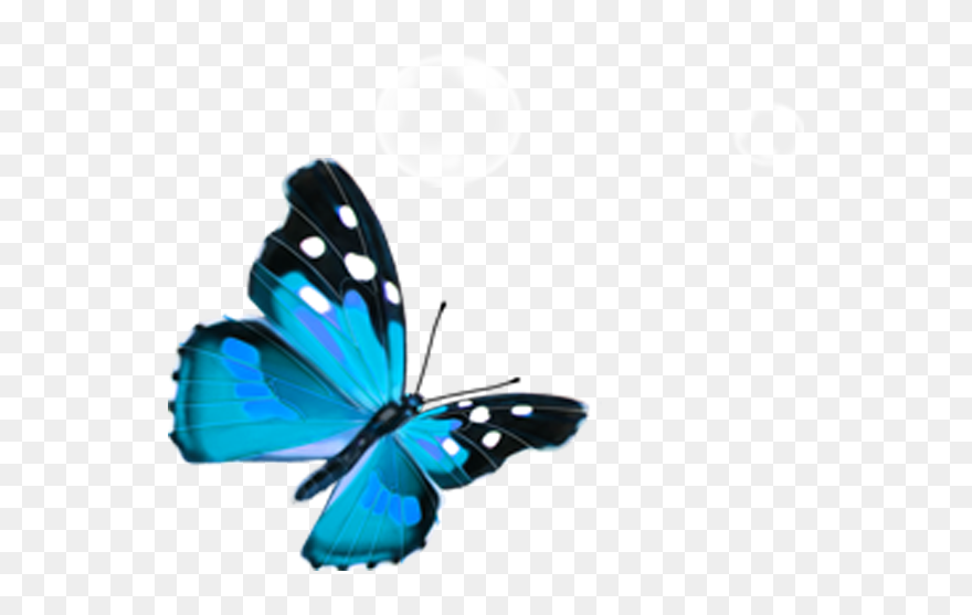 Butterfly Png Download - Transparent Blue Butterflies Png Clipart