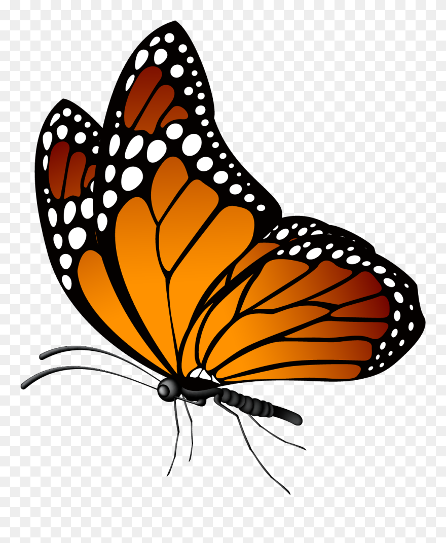 Butterfly Black White And Pink Clipart