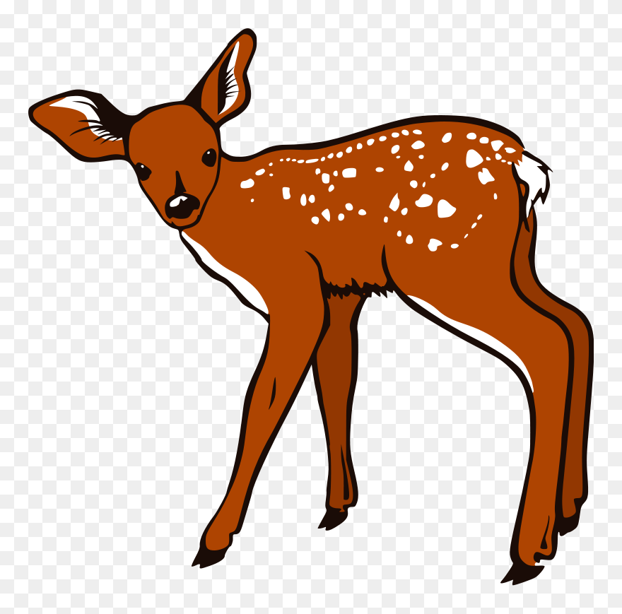 Deer Clip Art Download - White Tailed Deer Clipart - Png Download